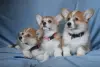 Корги щенки - Вся Беларусь - 242200 - Доска объявлений Kupika.by