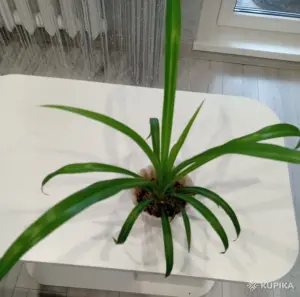 Хлорофитум Хохлатый