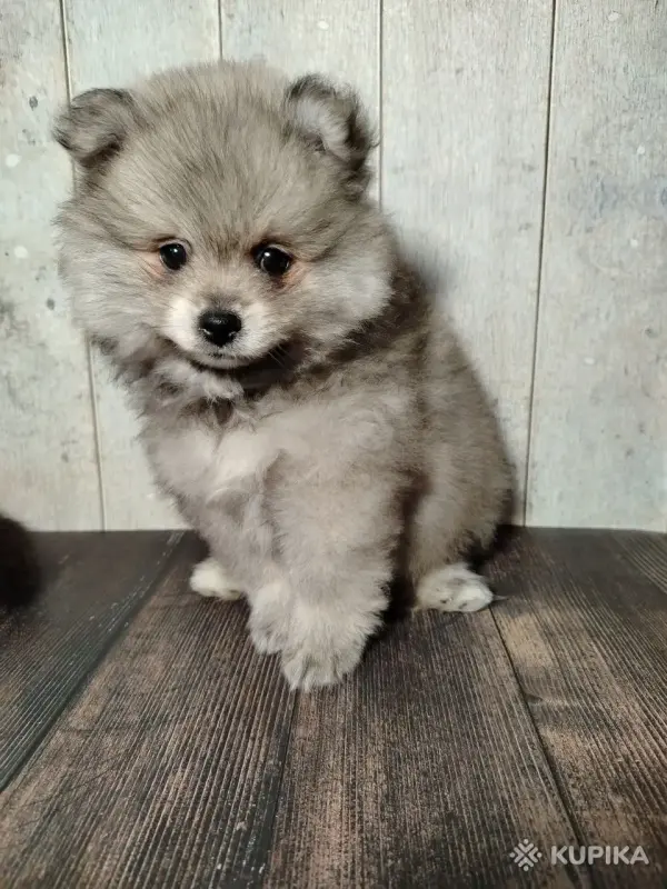 Щенок померанского шпица: соболиный окрас и мордочка, как у енота! - Вся Беларусь - 243187 - Доска объявлений Kupika.by - Фото 2