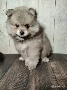 Щенок померанского шпица: соболиный окрас и мордочка, как у енота!