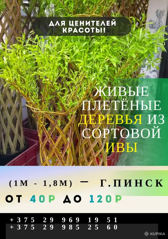 Плетеные деревья из сортовой ивы