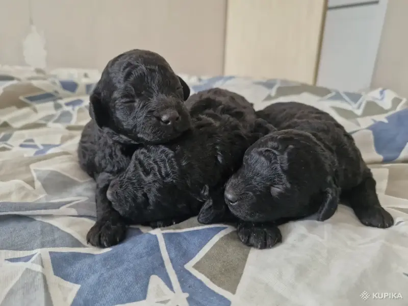 малый пудель чёрного окраса щенки