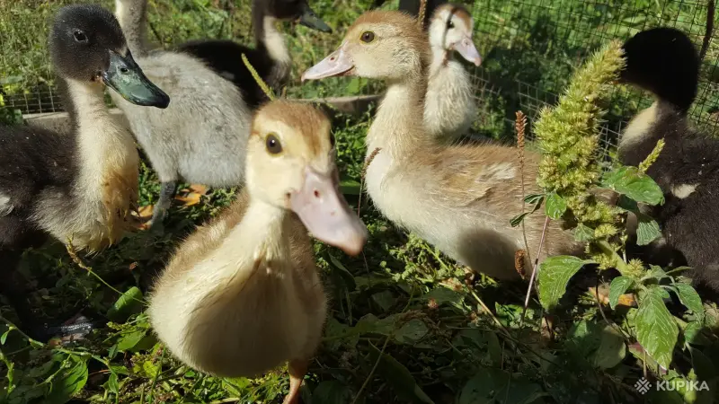 мускусные утята индоутята - Вся Беларусь - 244357 - Доска объявлений Kupika.by - Фото 6