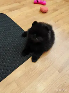 Шпиц. Мальчик