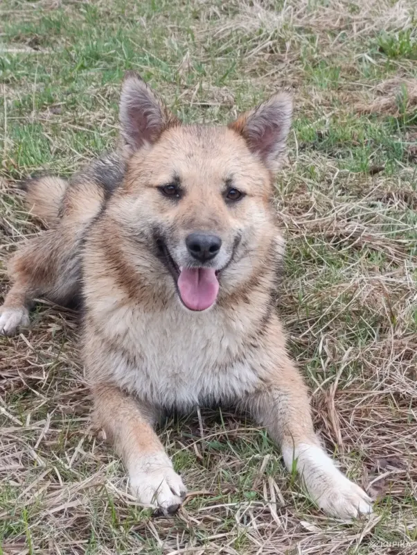 Собаки - Собака - Вся Беларусь - Фото 3 Собака - Вся Беларусь - 243179 - Доска объявлений Kupika.by - Фото 3