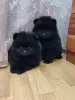 Мальчики померанский шпиц. - Вся Беларусь - 242245 - Доска объявлений Kupika.by - Фото 2