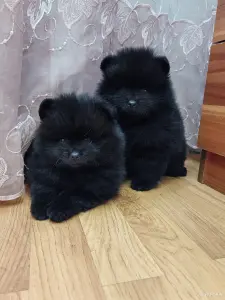 Мальчики померанский шпиц.