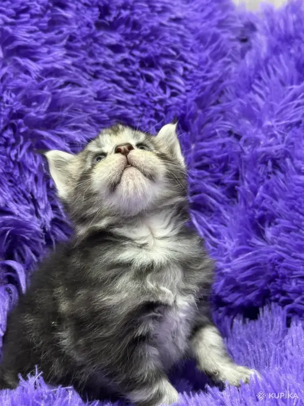 Мейн-Кун котята - Вся Беларусь - 243533 - Доска объявлений Kupika.by - Фото 13