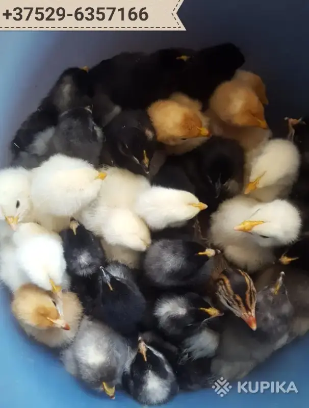 цыплята - Вся Беларусь - 243291 - Доска объявлений Kupika.by - Фото 2