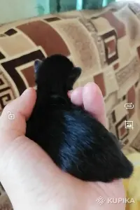 Черные и черно-белые котята ищут дом!