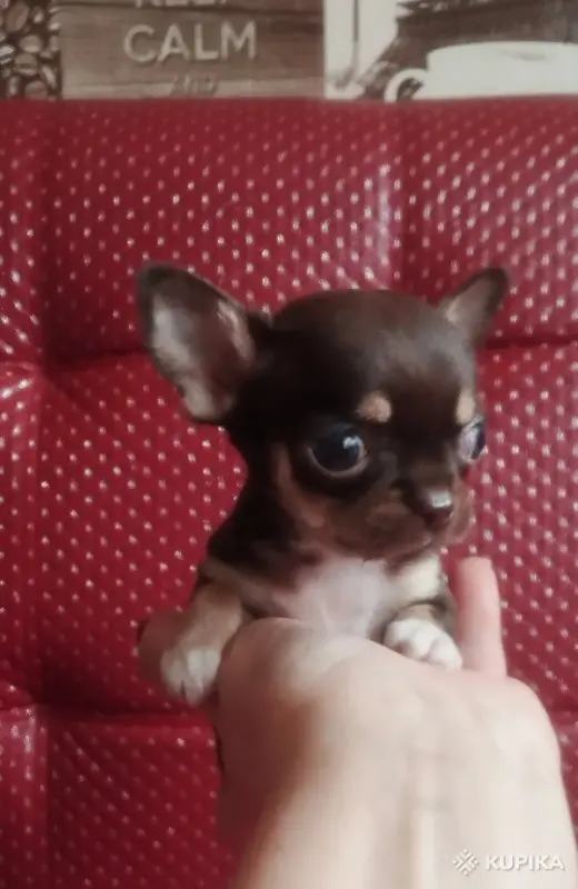 Собаки - Щенки чихуахуа - Вся Беларусь - Фото 3 Щенки чихуахуа - Вся Беларусь - 242975 - Доска объявлений Kupika.by - Фото 3