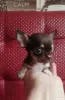 Собаки - Щенки чихуахуа - Вся Беларусь - Фото 3 Щенки чихуахуа - Вся Беларусь - 242975 - Доска объявлений Kupika.by - Фото 3