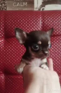 Щенки чихуахуа