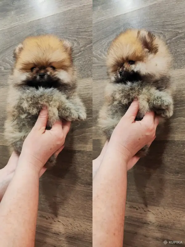 Шикарные мини мальчики померанский шпиц