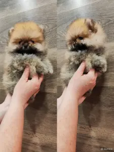 Шикарные мини мальчики померанский шпиц