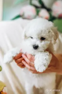 Щенки бишон фризе