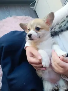 Вельш корги  пемброк щеночки