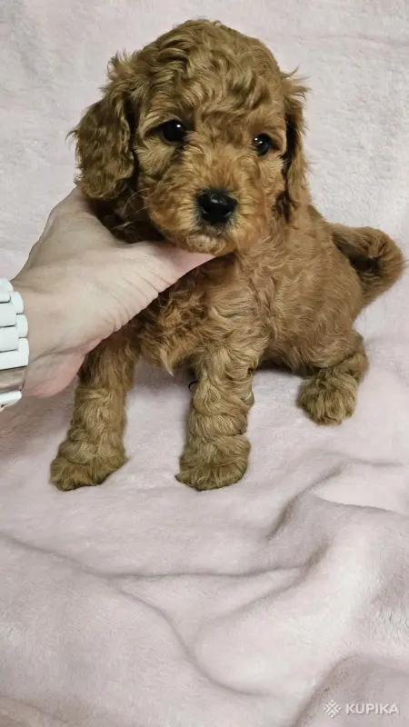 Собаки - Карликовый(той) пудель - Вся Беларусь - Фото 4 Карликовый(той) пудель - Вся Беларусь - 243690 - Доска объявлений Kupika.by - Фото 4