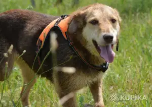 Собаки в дар!