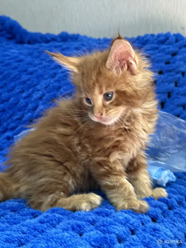 Мейн-Кун котята - Вся Беларусь - 244935 - Доска объявлений Kupika.by - Фото 7