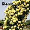 Саженцы роз - Вся Беларусь - 242078 - Доска объявлений Kupika.by - Фото 6