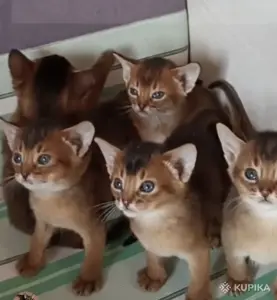 абиссинкие порожистые котята