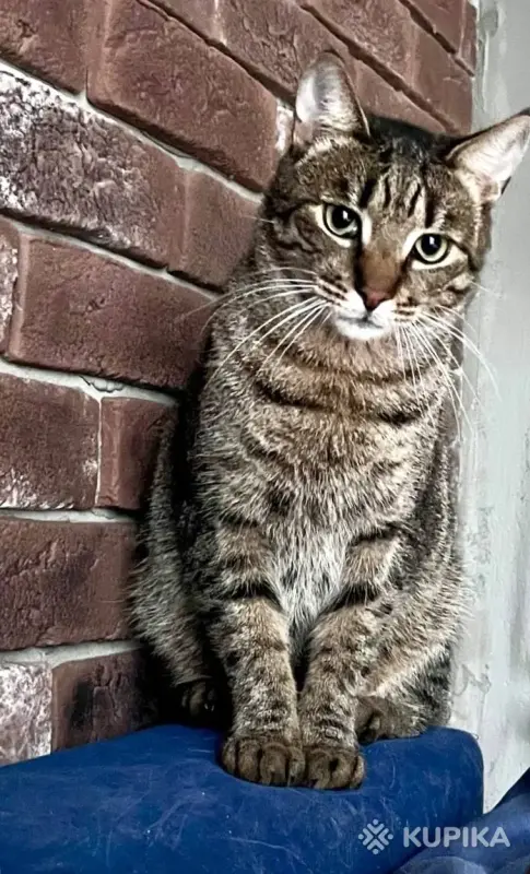 Тим в любящие