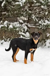 Собаке Шоколапке нужна семья