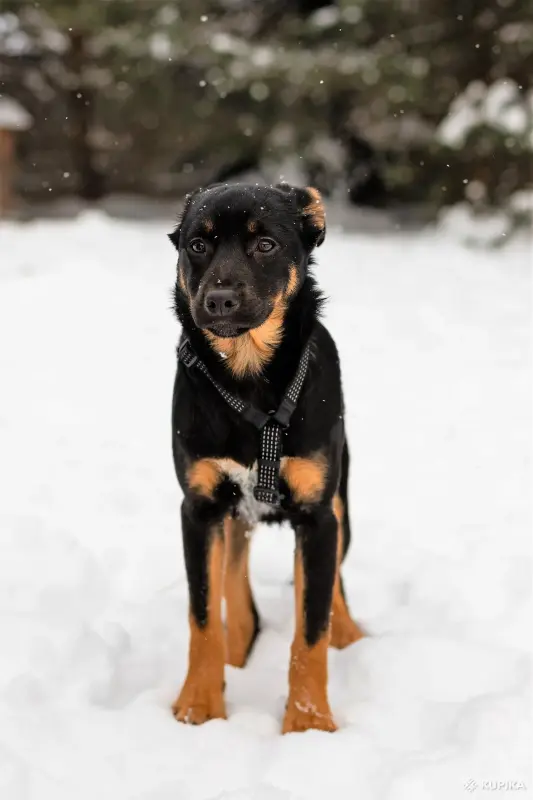 Собаке Шоколапке нужна семья - Вся Беларусь - 233826 - Доска объявлений Kupika.by - Фото 5