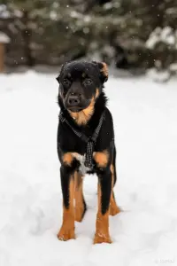 Собаке Шоколапке нужна семья