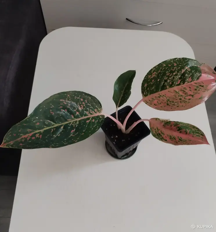 Аглаонема Лак Саб