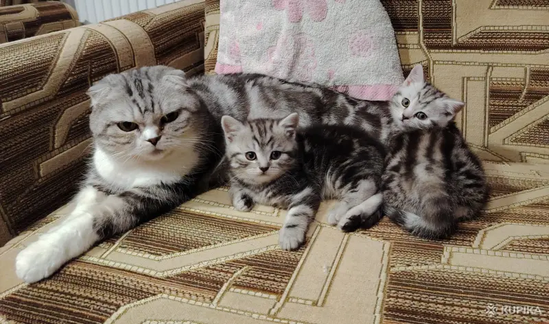 Котята модных окрасов. - Вся Беларусь - 244525 - Доска объявлений Kupika.by - Фото 6