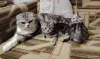 Котята модных окрасов. - Вся Беларусь - 244525 - Доска объявлений Kupika.by - Фото 6