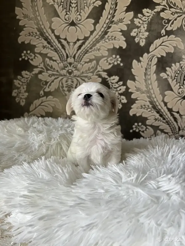 Мальтийская болонка мини - Вся Беларусь - 244522 - Доска объявлений Kupika.by - Фото 2