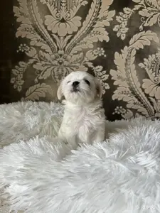 Мальтийская болонка мини