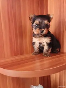 Померанский шпиц.