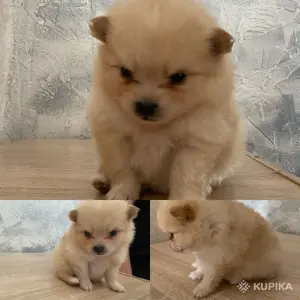 Щенки шпица