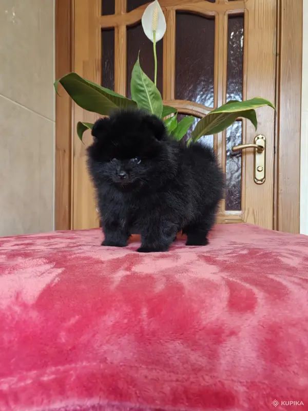 Мальчик померанский шпиц. - Вся Беларусь - 243426 - Доска объявлений Kupika.by - Фото 3