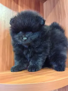 Мальчик померанский шпиц.