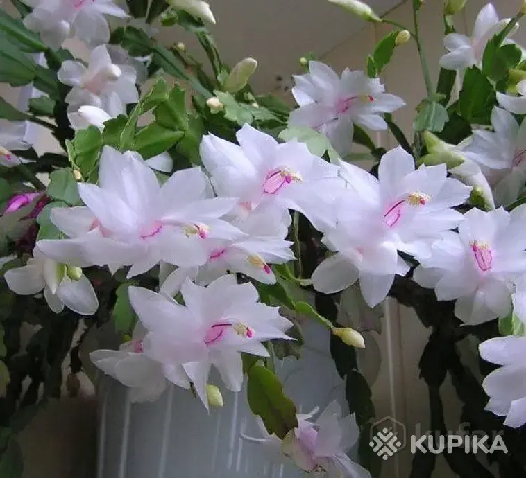 Шлюмбергера (декабрист) сорт "Sao Paolo Brasil" (БЕЛПОЧТА) - Вся Беларусь - 244230 - Доска объявлений Kupika.by - Фото 2