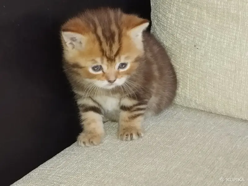 Котята - Вся Беларусь - 247152 - Доска объявлений Kupika.by - Фото 5