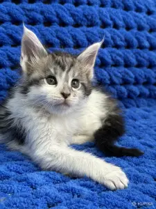 Мейн-Кун котята