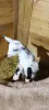 Продам англо нубийских козлят. - Вся Беларусь - 243775 - Доска объявлений Kupika.by - Фото 6