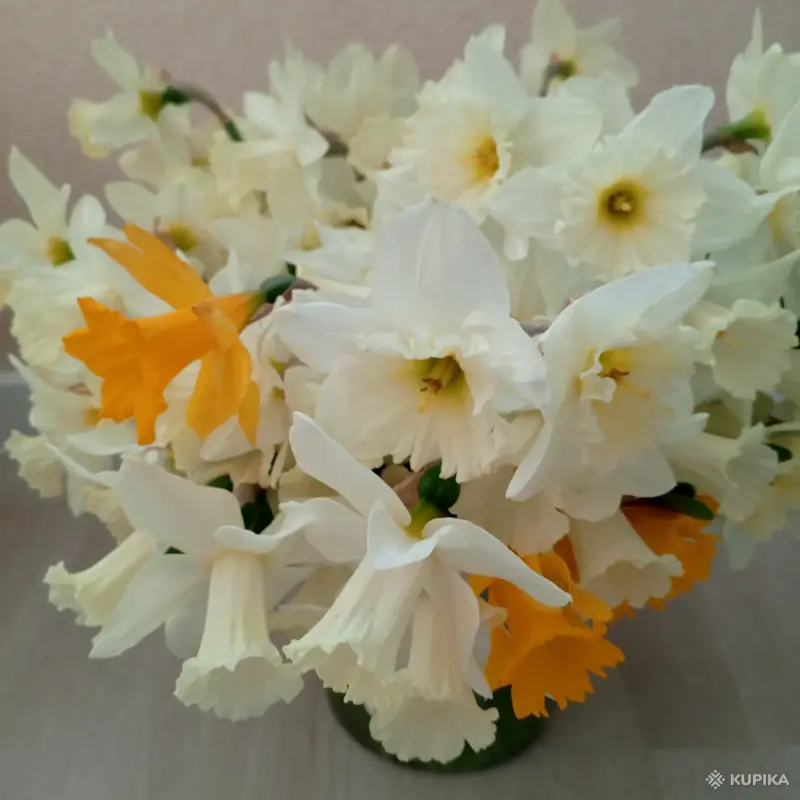 Нарциссы свежие