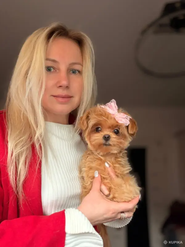 Мальтипу пушоны той пудель Китай микро и мини премиум - Вся Беларусь - 242928 - Доска объявлений Kupika.by - Фото 5