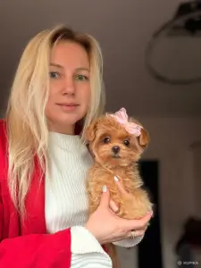 Мальтипу пушоны той пудель Китай микро и мини премиум