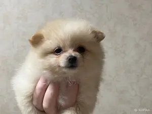 Щенки шпица