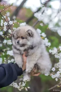 Померанский шпиц, уникальный окрас на изысканный вкус!