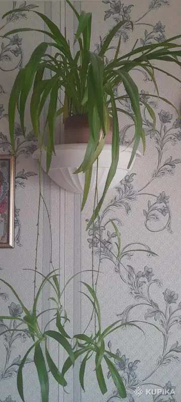 Хлорофитум - Вся Беларусь - 247229 - Доска объявлений Kupika.by - Фото 3