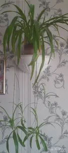 Хлорофитум